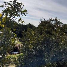 فروش زمین مسکونی 200 متر در مرکز شهر