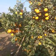 فروش باغ 18هکتار جاده دریا ساری