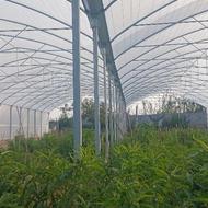 طراحی و ساخت انواع گلخانه