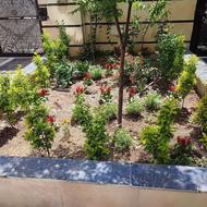 خدمات باغبانی باغچه کاری کاشت گل