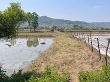 فروش شالیزار 9000 متری در شهر شیرگاه در شیپور