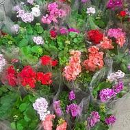 گلخانه موسوی فروش گل و گیاه حیاطی فضای سبز و آپارتمانی