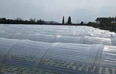 زمین کشاورزی 5900متر در کارتیج کلا