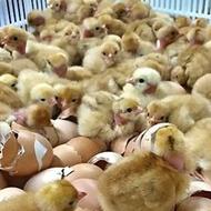 جوجه کشی از تمامی تخم پرنده مرغ و…