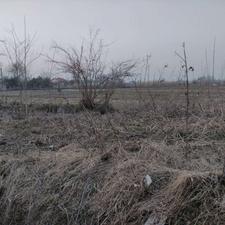 فروش زمین مسکونی 450 متر در لاله دشت