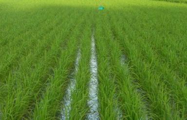 فروش شالیزاری6500مترساری میاندرودبیشه سر