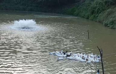 اجاره روزانه کلبه دوطبقه کناررودخونه جنگل در شیرجه کلا