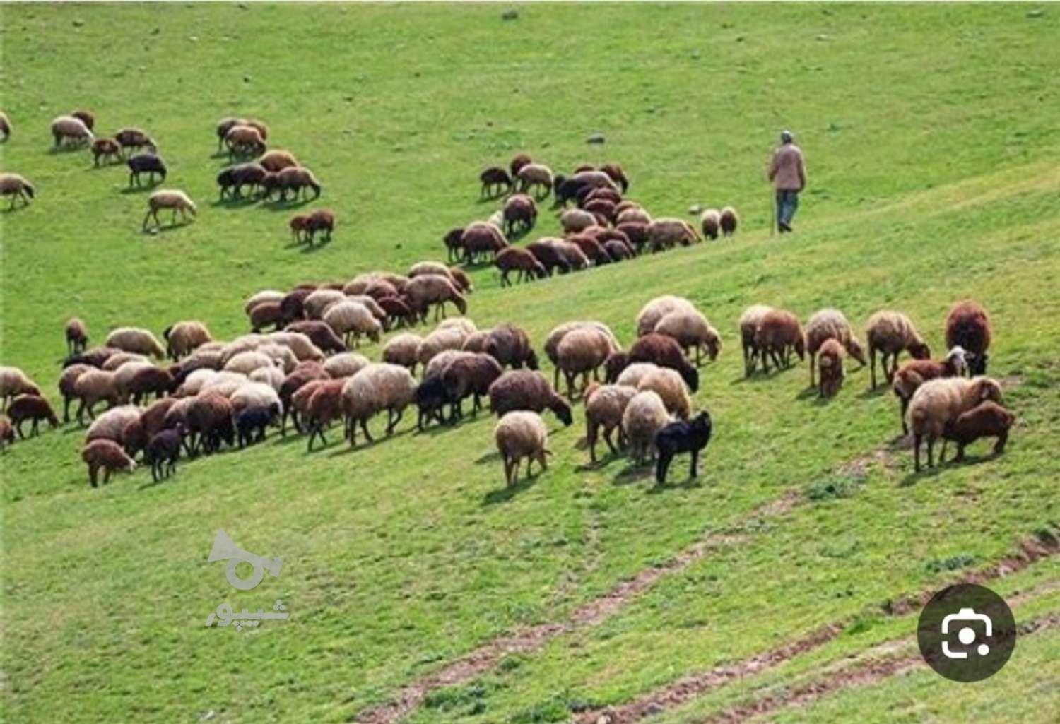 کار چوپانی انجام میدم - فرشته