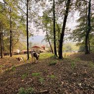 اجاره 7000متر ویلا جنگلی در قلب جنگل.سوادکوه