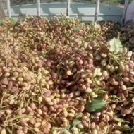 فروش نهال پسته.وپیوندک پسته