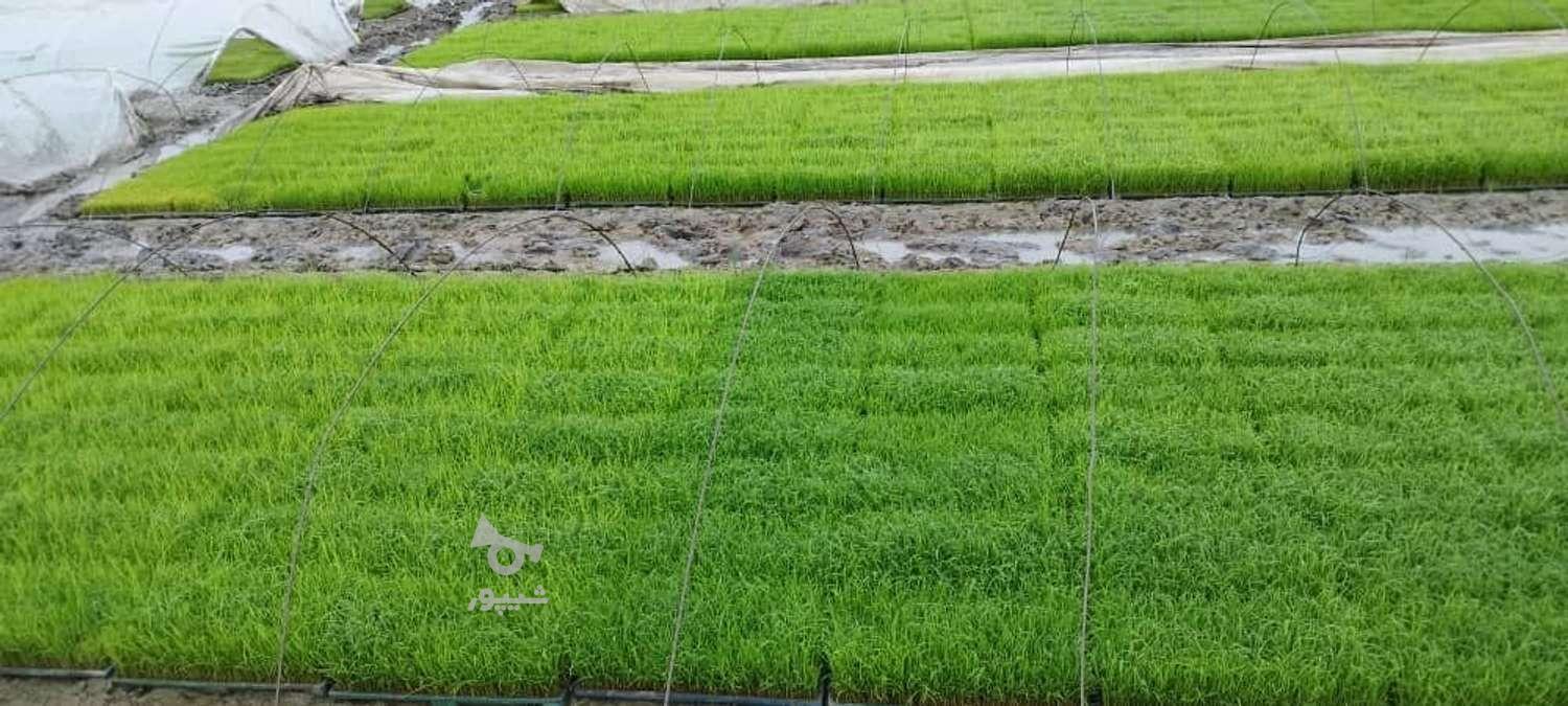 بانک نشا خنکدار .تیم اماده ..تیمجار .. ساری