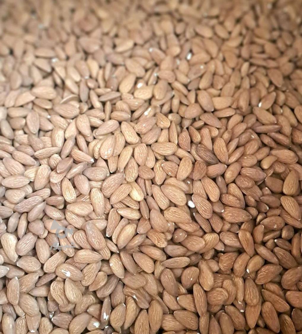 بادام هندی و درختی قیمت عمده
