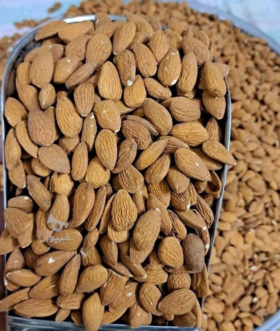 بادام هندی و درختی قیمت عمده