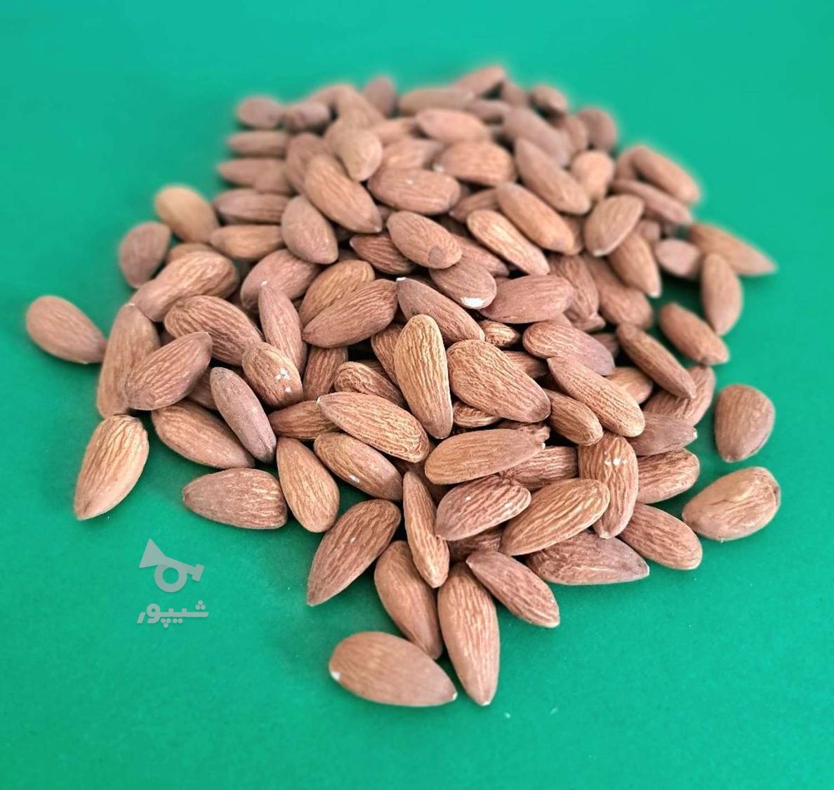 بادام هندی و درختی قیمت عمده