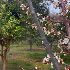 300 متر باغچه به قیمت