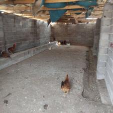 فروش زمین مسکونی 600 متر در گیلوا دشتان