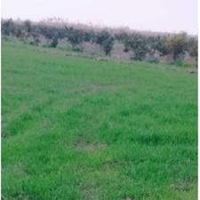 زمین 15هکتاری فروشی