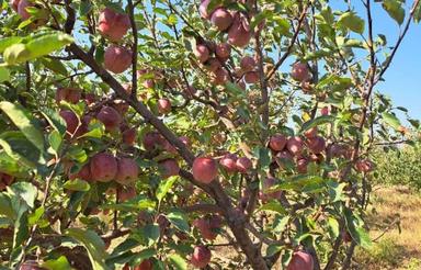 باغ فروشی روستای خوش آب و هوای ابر