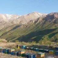 کارگرساده در زنبورستان