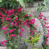 خانه ویلایی 90 متری در استردیکلا