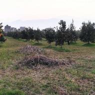 فروش زمین مرکبات به متراژ 8000 متر