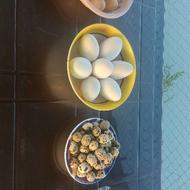 تخم بلدرچین ، تخم مرغ و تخم غاز محلی