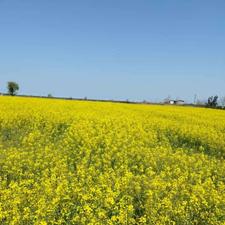 زمین 18هکتاری ساری