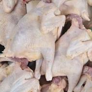 جوجه محلی اکبر جوجه ای