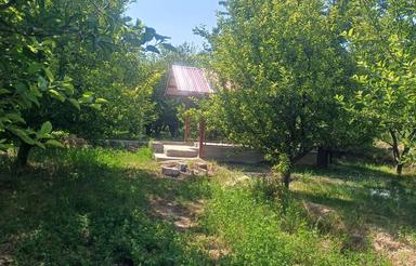 7 من باغ سردرختی 30 اصله درخت سیب قرمز در روستای هرق مراغه