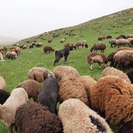 گله گوسفند ترازی