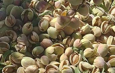 فروش طرح بادام قطرای جنب جاده اصلی