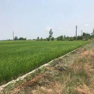 فروش زمین باغی در آمل