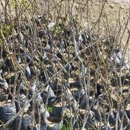 انواع نهال موجود