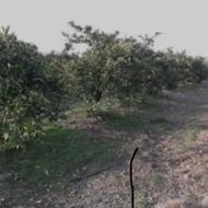 یک خانواده داخل باغ
