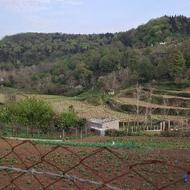 فروش زمین در روستای زیبای و سرسبز امره