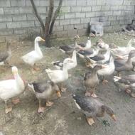 غاز نر رو ماده اکراینی دورگه به صورت عمده
