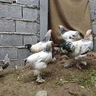 مرغ و خروس برهما لایت