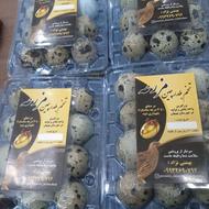 تخم بلدرچین