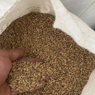 فروش گندم درجه یک