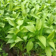 فلفل بادمجان گوجه خیار پونه کاکوتی(انواع صیفی جات)