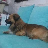 سگ گمشده در آبشارسنگان