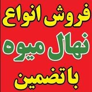 گل گیاه محوطه سازی باغچه حیاط