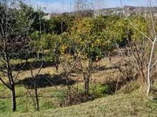 فروش زمین 8000 متر در مرکز شهر در شیپور