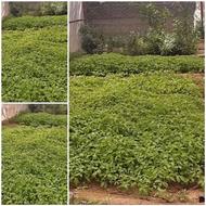 فروش نهال گوجه و بادمجان