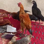 5تا مرغ جوان