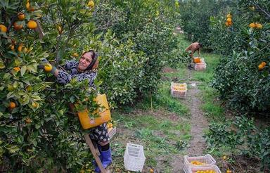 باغ 625متری سند دار گزینه خونه باغ