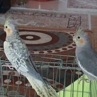 جوجه عروس 4ماهه دستی
