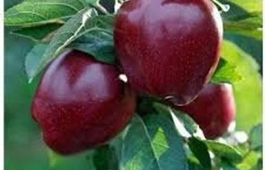 فروش باغ با درختان 6 ساله به متراژ 1000 متر با حق آبه
