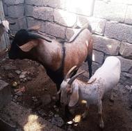 یک عدد نر گله صومال بندر لنگه
