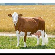 گاو گوشتی کسی میخواد داشته باشه من شریکی نگر میدارم